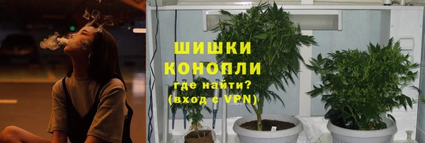 прущие грибы Алзамай